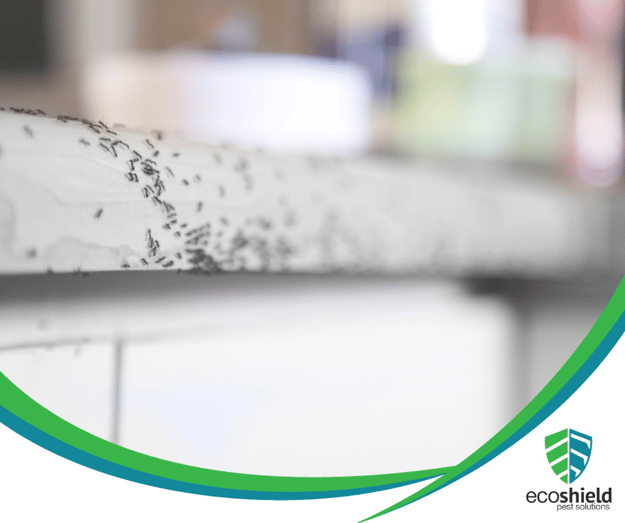 Why Might I See More Bugs After My Pest Treatment?